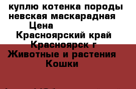 куплю котенка породы невская маскарадная › Цена ­ 2000-4000 - Красноярский край, Красноярск г. Животные и растения » Кошки   